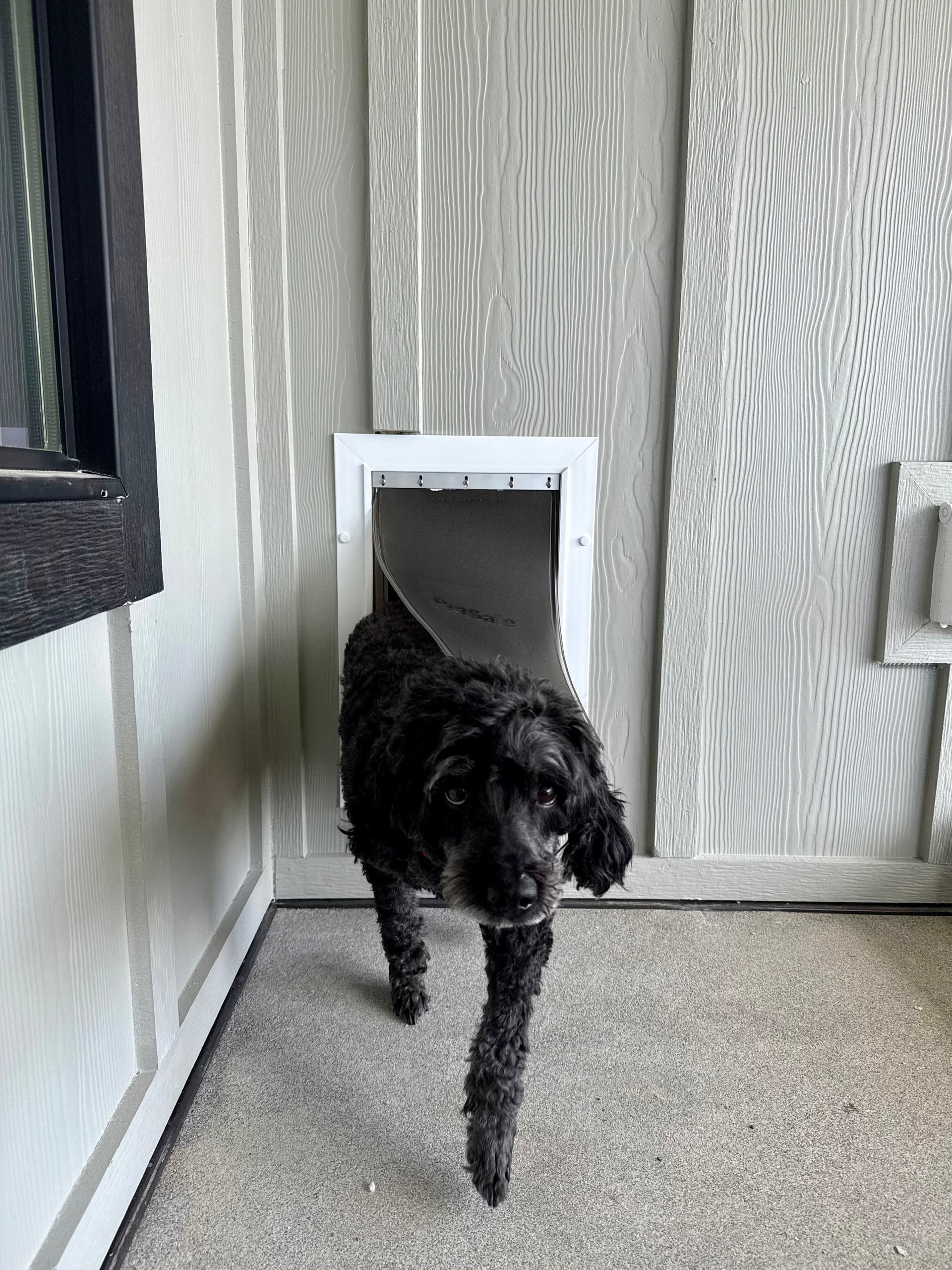 Fresh Doggy Door Install and One Happy Pup image